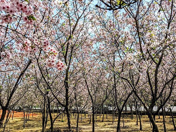 平鎮福龍路櫻花林-13.jpg