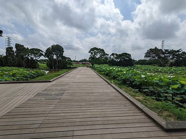 2022桃園蓮花季-23.jpg