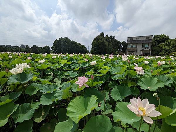 2022桃園蓮花季-25.jpg