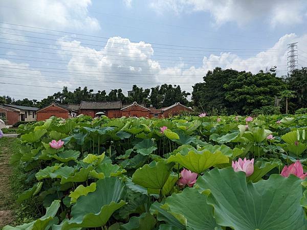 2022桃園蓮花季-29.jpg