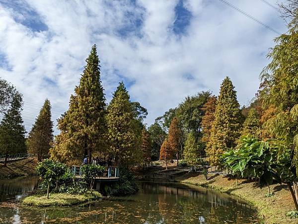 長庚養生文化村-落羽松公園-06.jpg