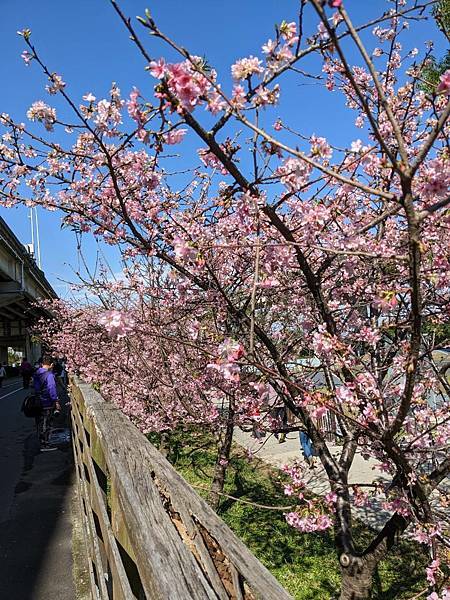 頭前溪橋左岸櫻花步道-03.jpg