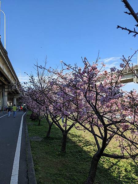 頭前溪橋左岸櫻花步道-05.jpg