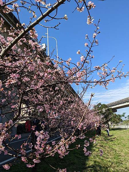 頭前溪橋左岸櫻花步道-07.jpg