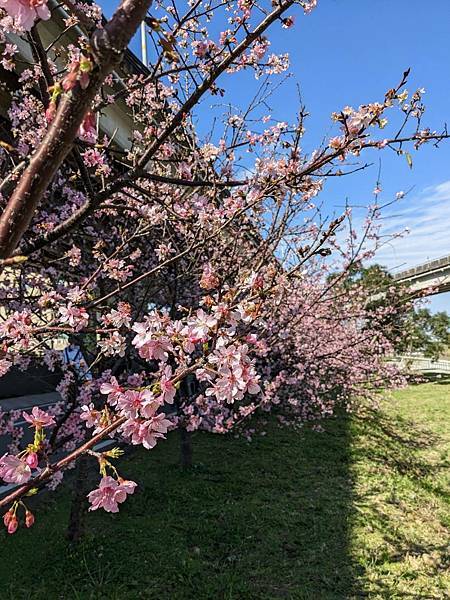 頭前溪橋左岸櫻花步道-08.jpg