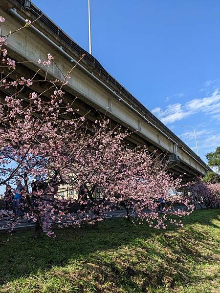 頭前溪橋左岸櫻花步道-09.jpg