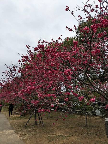 中科崴立櫻花公園-05.jpg