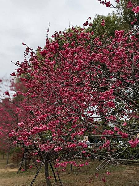 中科崴立櫻花公園-06.jpg