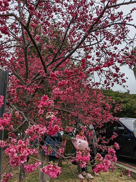 中科崴立櫻花公園-08.jpg