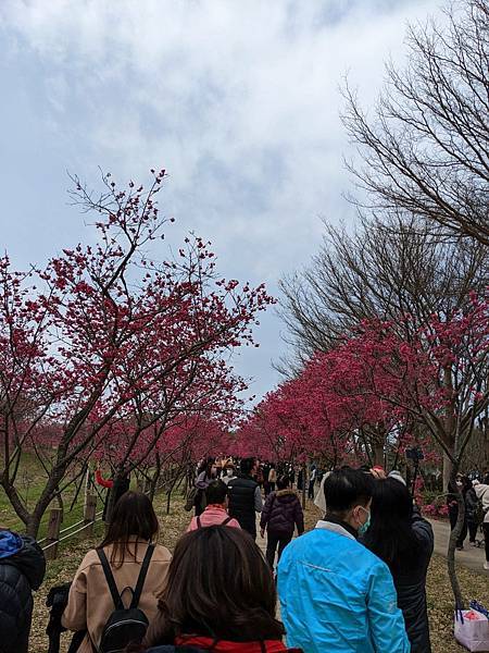 中科崴立櫻花公園-15.jpg