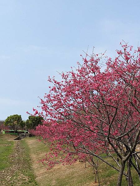 中科崴立櫻花公園-19.jpg