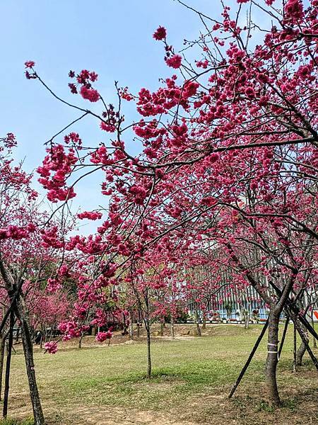 中科崴立櫻花公園-03.jpg