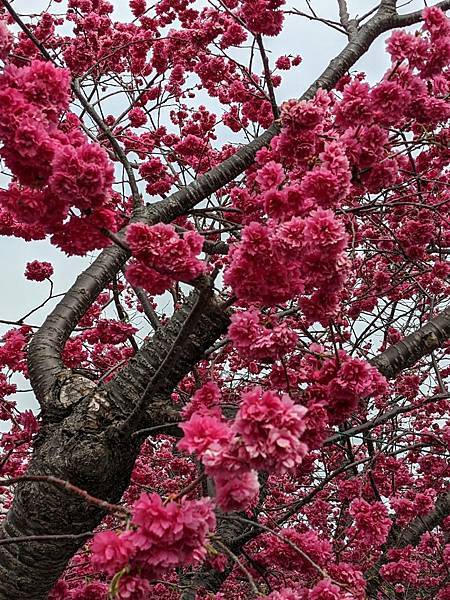 泰安派出所櫻花-12.jpg