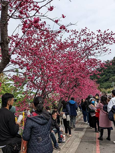 泰安派出所櫻花-06.jpg