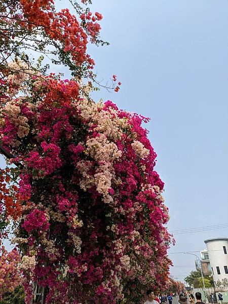 田中九重葛花牆（草日金道）-04.jpg