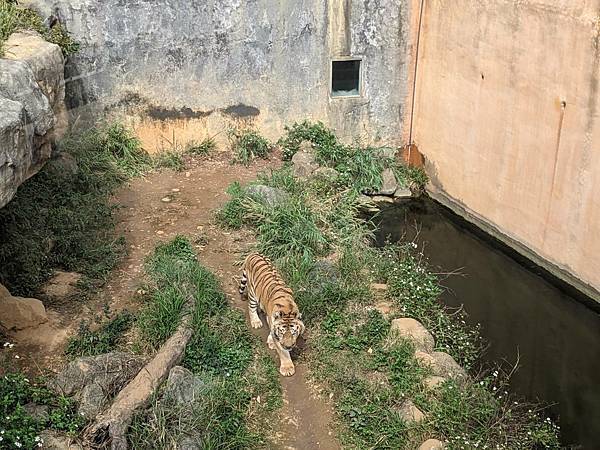 新竹市立動物園-10.jpg