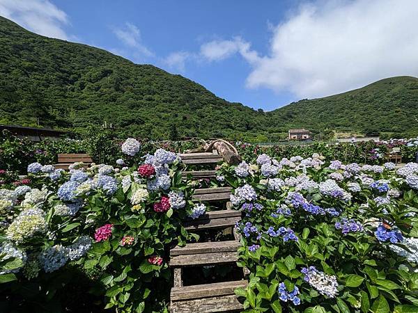 頂湖財福繡球花園-11.jpg