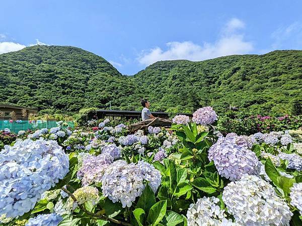 頂湖財福繡球花園-12.jpg