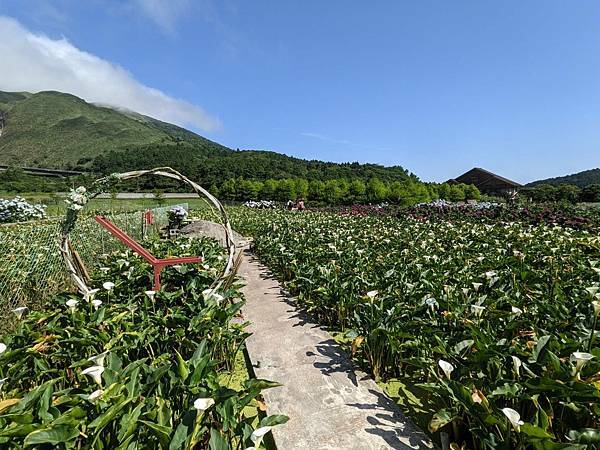 頂湖財福繡球花園-05.jpg