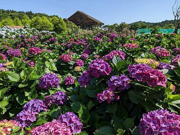 頂湖財福繡球花園-13.jpg