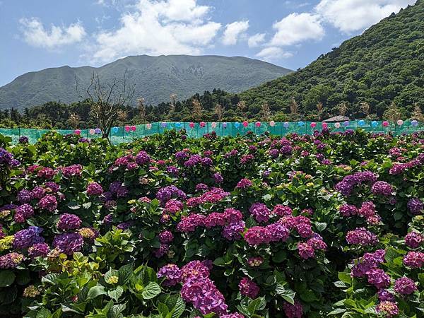 頂湖財福繡球花園-14.jpg