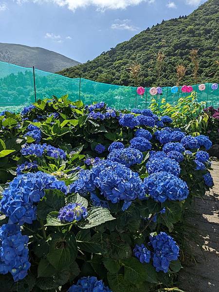 頂湖財福繡球花園-22.jpg