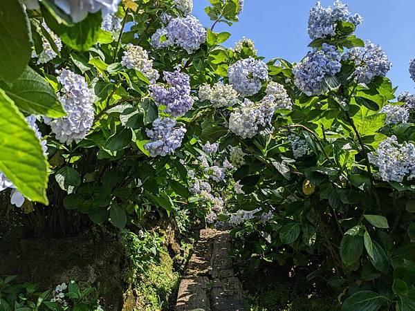 頂湖財福繡球花園-23.jpg