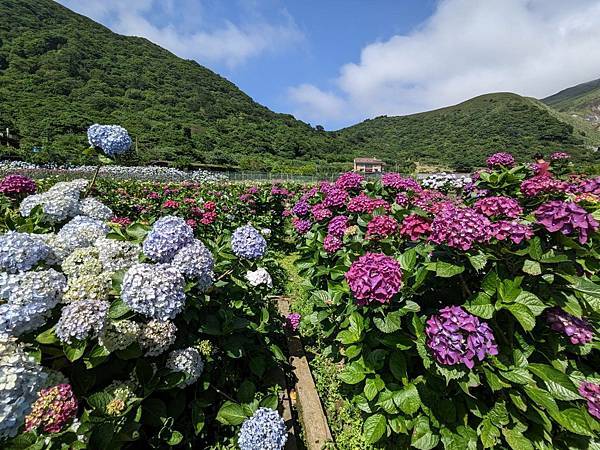 頂湖財福繡球花園-25.jpg