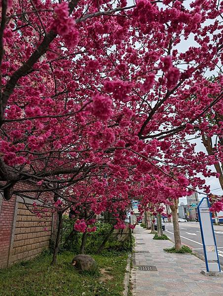 人客旅館櫻花-06.jpg