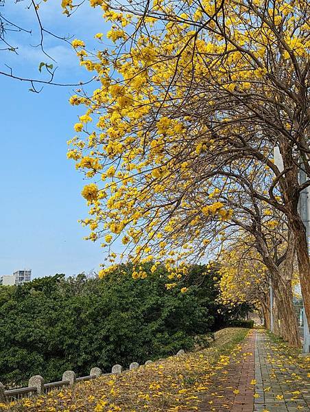 科雅三路黃花風鈴木-04-1.jpg