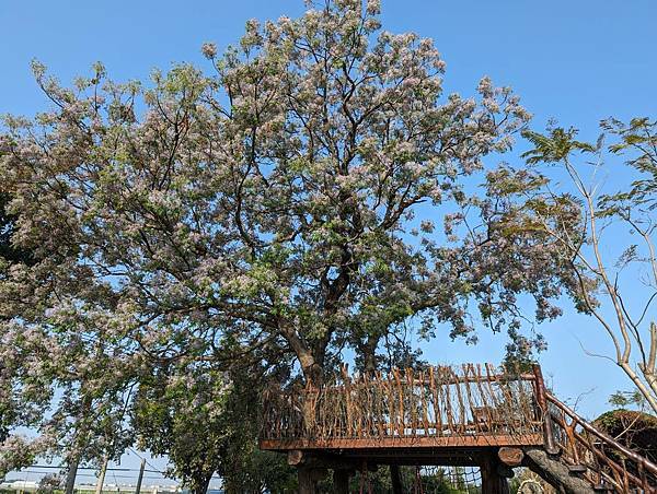 雲林荊桐苦楝花樹屋-16.jpg