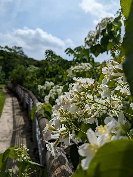 長庚醫院桃園分院桐花-18-1.jpg