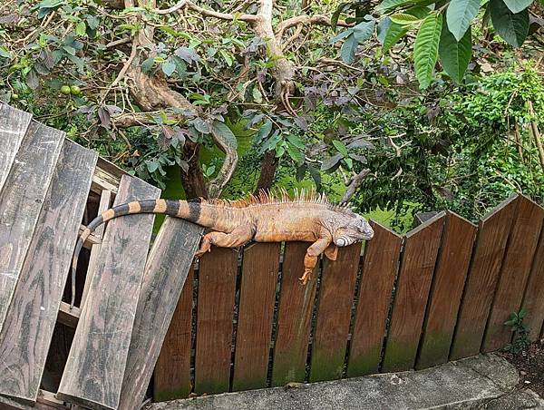 臺北市立動物園-32.jpg