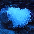 水族箱裡的珊瑚