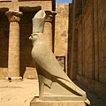 Falcon-->the symbol of Horus