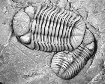 trilobite.jpg