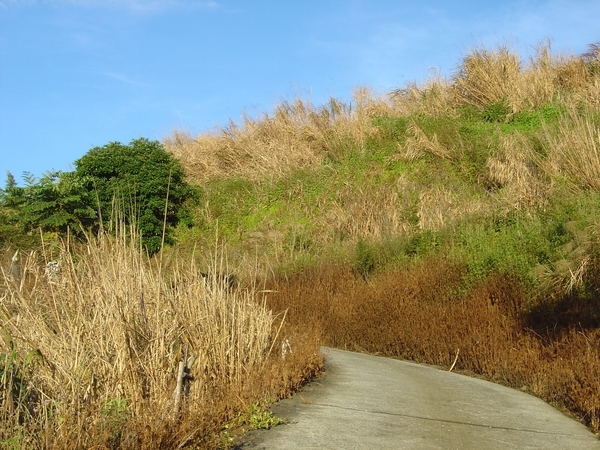 金針山.JPG