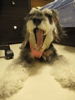 anigif1.gif anigif1.gif