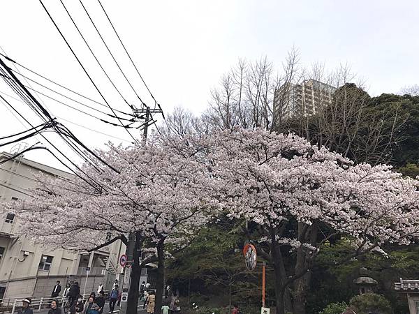 201746 目黑川賞櫻_170410_0070