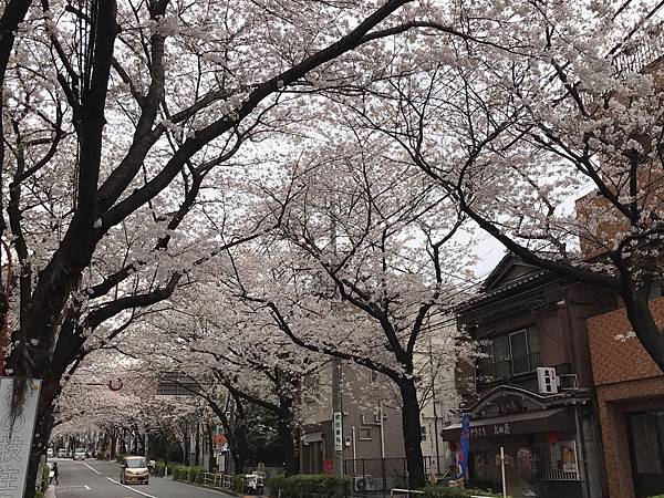 201746 目黑川賞櫻_170410_0031