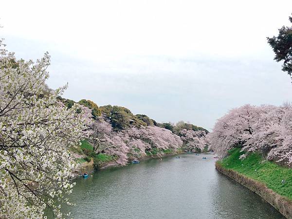 2017410 代代木、千鳥之淵_170413_0036