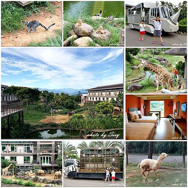 新竹親子飯店 六福莊生態度假旅館leofoo Resort 飯店就是動物園 近距離接觸長頸鹿 白犀牛 環尾狐猴 斑馬 剛果藍天房 西西和q米爸の親子旅遊美食 Sisy S碎碎念