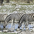 N-etosha