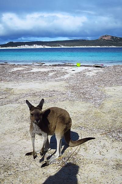 Australia - Kangaroo.jpg