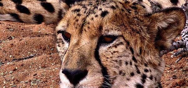 驚艷非洲 - 納米比亞 (16)  -  Day 11 獵豹