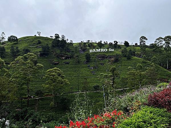 斯里蘭卡 (7)  -  Day 4  錫蘭茶園  - 10