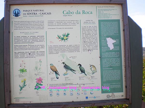 葡萄牙羅卡岬 Cabo da Roca, Sintra 自由行 羅卡岬及附近地區會見到的鳥類和植物