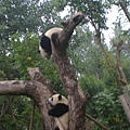 熊貓基地