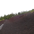 火山土 富士山植物