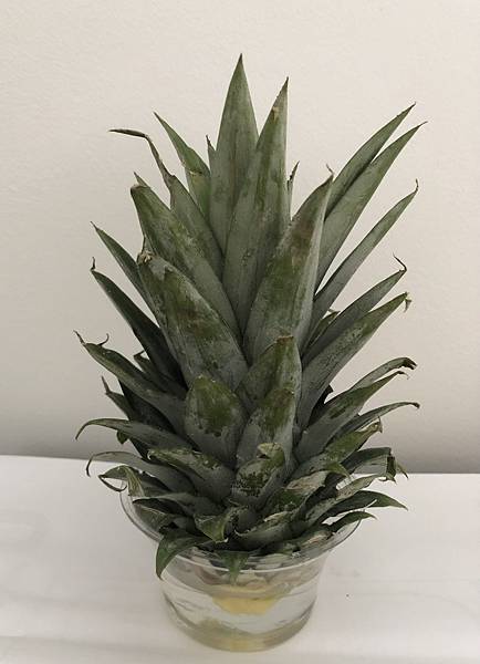 Pineapple5.JPG